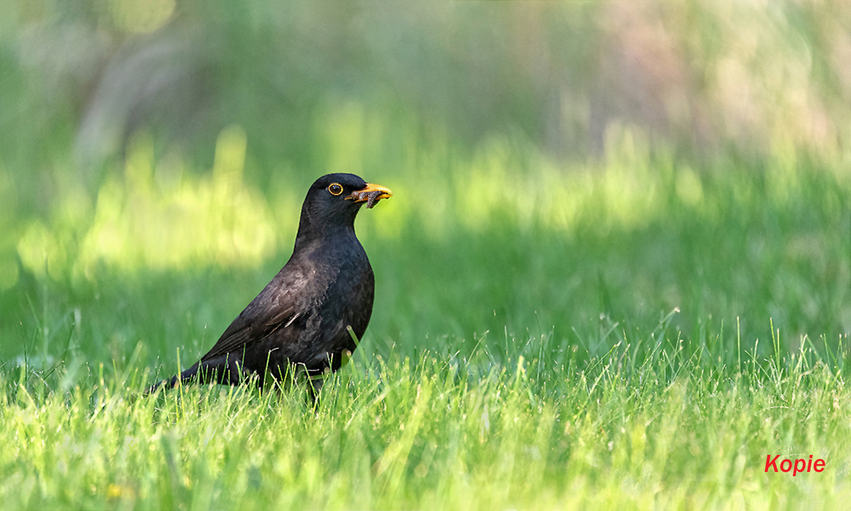 Amsel.jpg