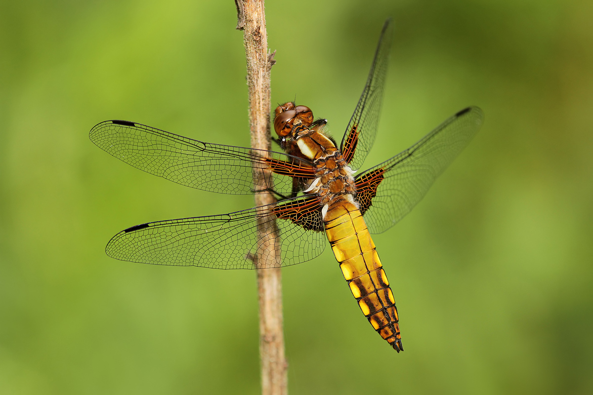 Libellula depressa_m_juvenil_IMG_8071.jpg