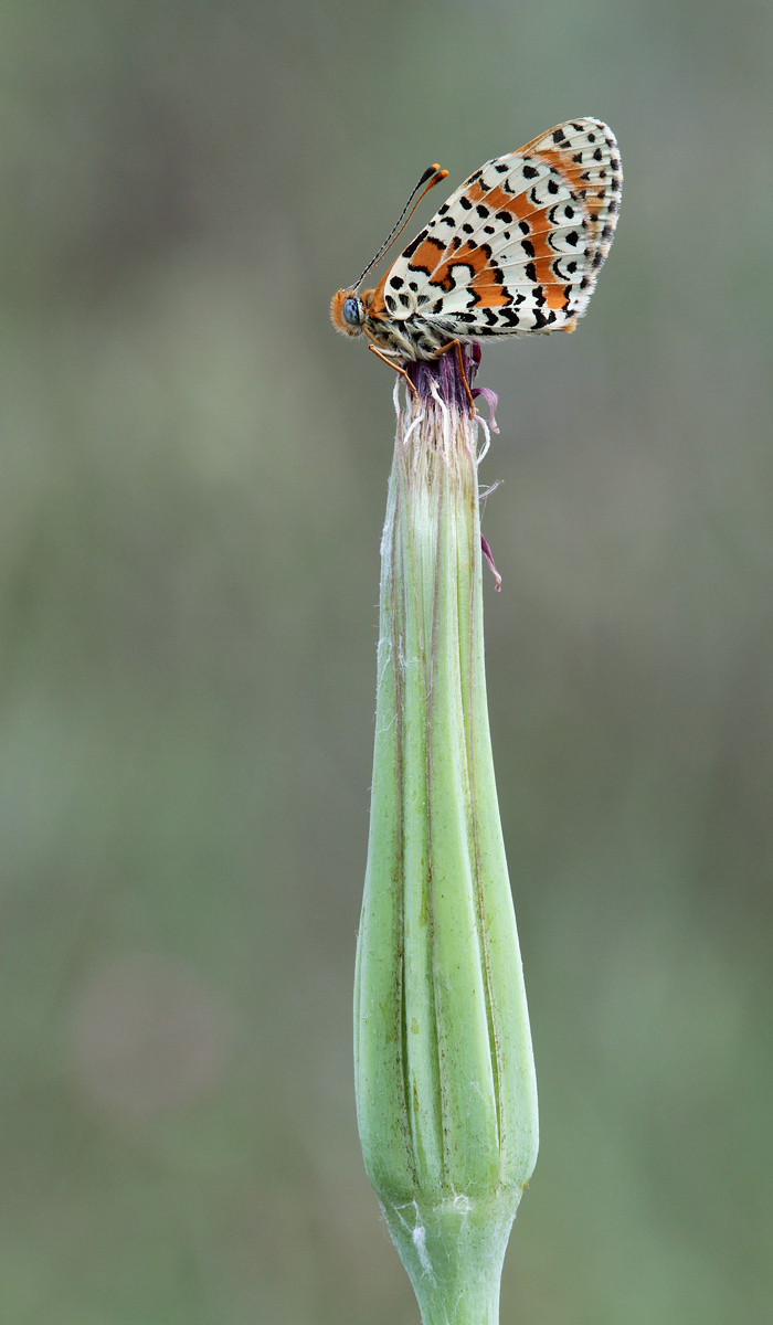 Melitaea_didyma_auf_Bocksbart_IMG_5964a.jpg