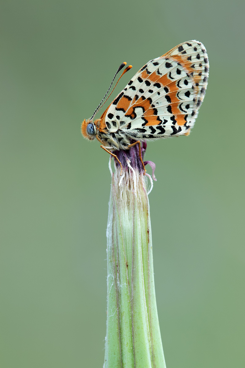 Melitaea_didyma_IMG_5972a.jpg