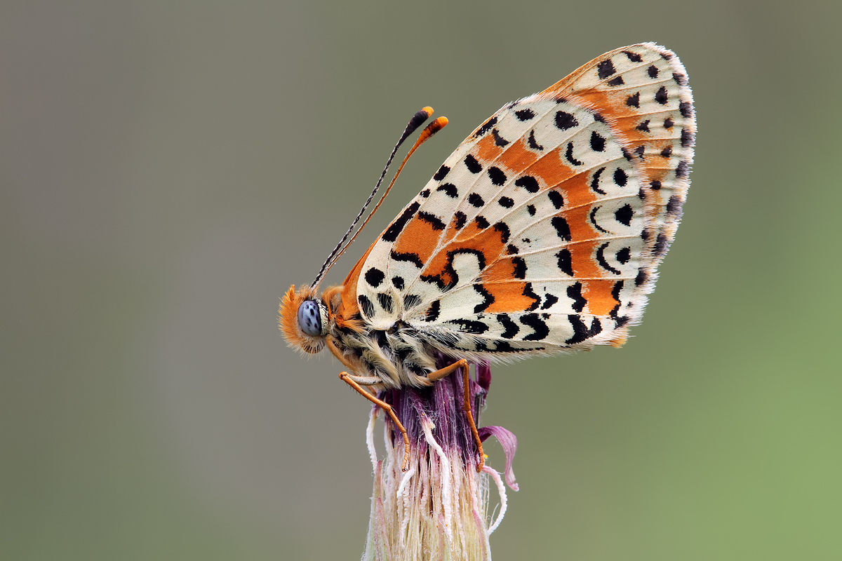 Melitaea_didyma_IMG_5977a.jpg