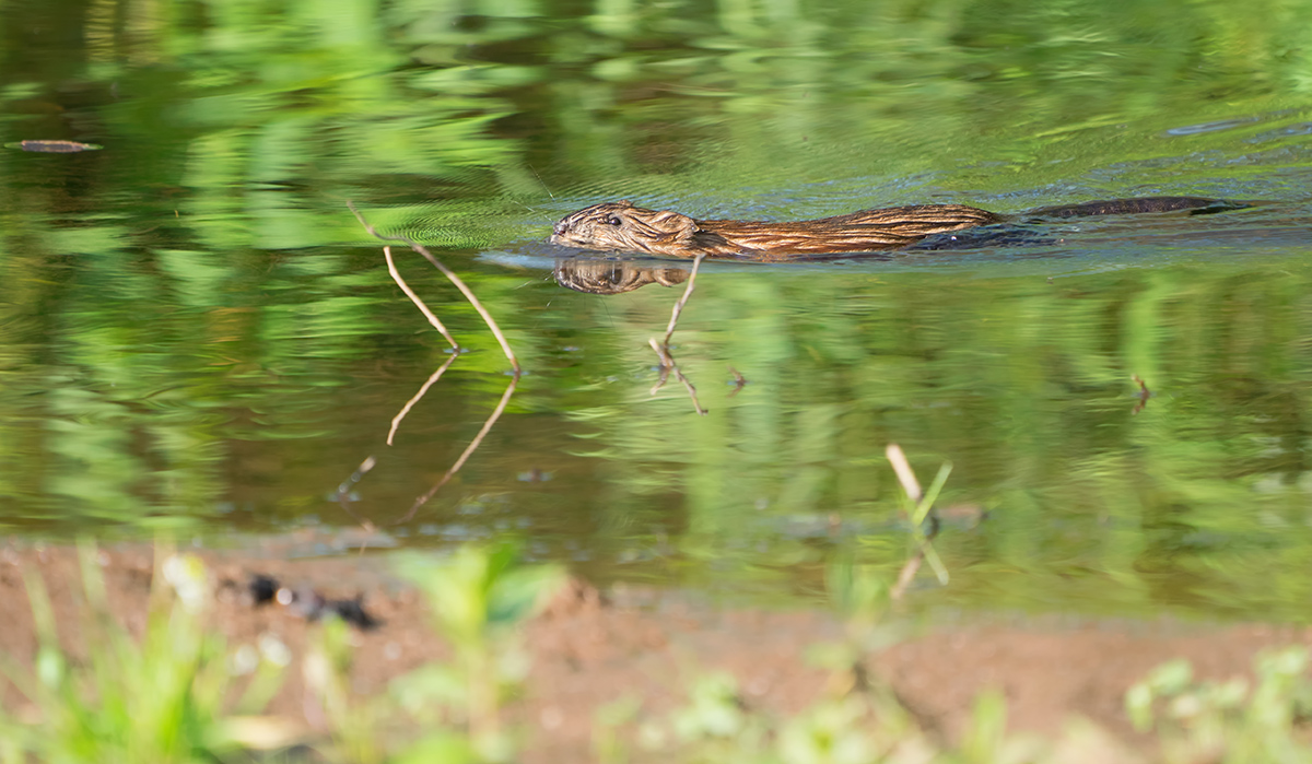 DSC04612.d.kl.jpg