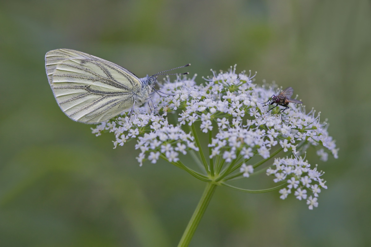DSC05532 Zwei auf einen Streich... kl.jpg