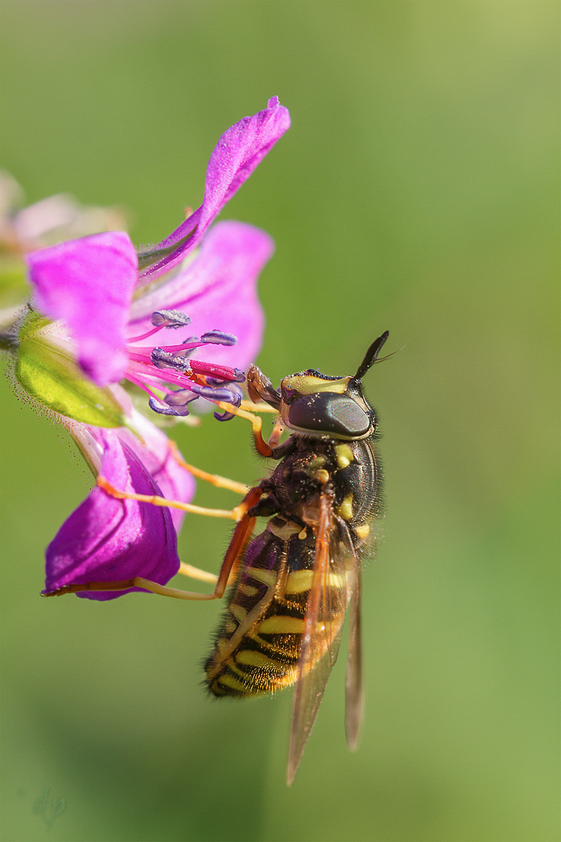 Kop-Chrysotoxum-fasciolatum-IMG_4259.jpg