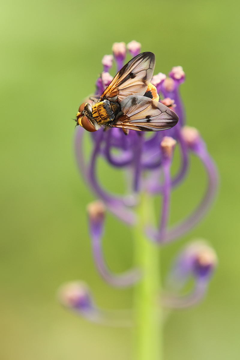 Bunte_Fliege_auf_Hyazinthe_IMG_6076a.jpg