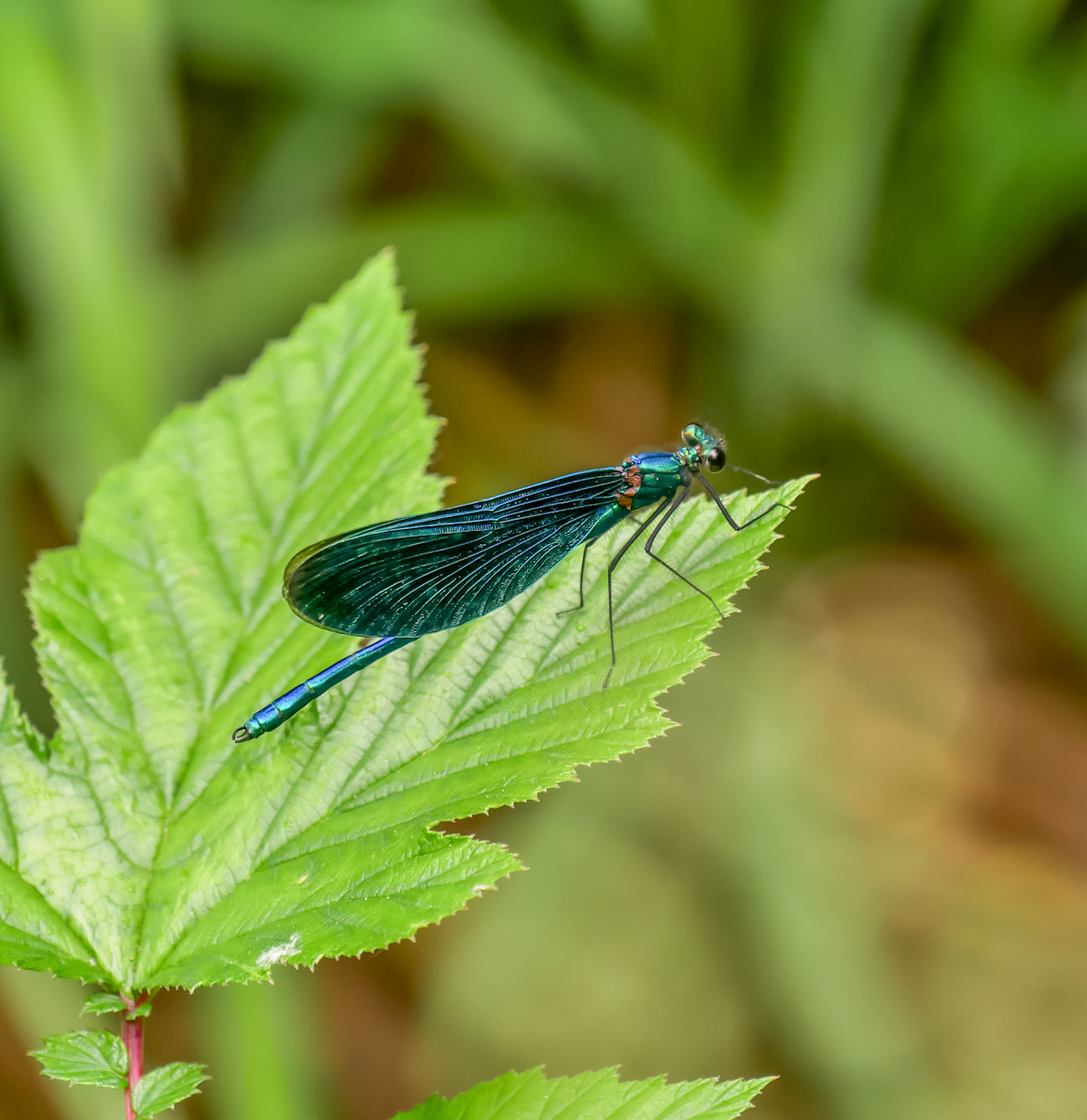 2018_05290034.jpg