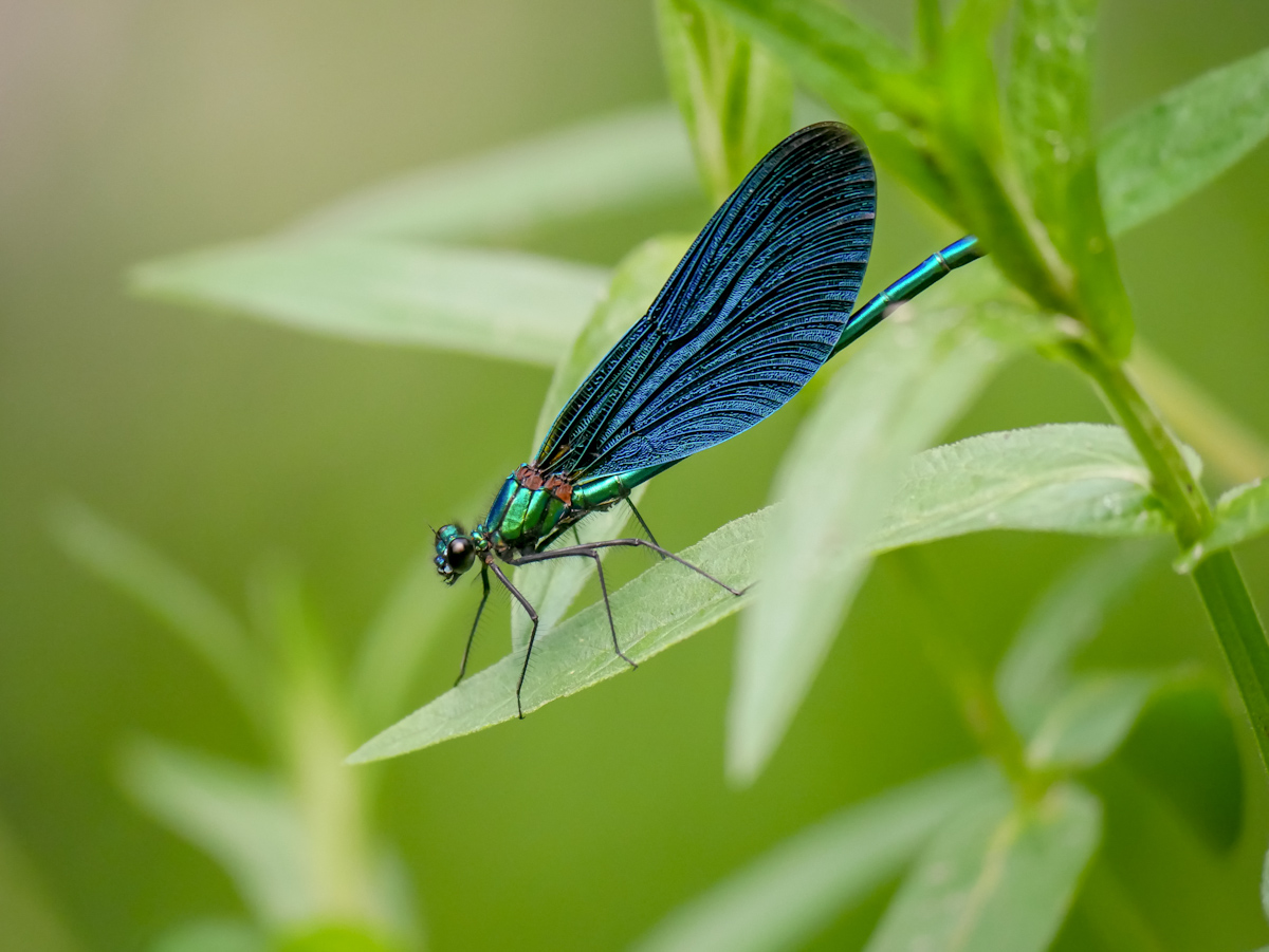2018_05310093.jpg