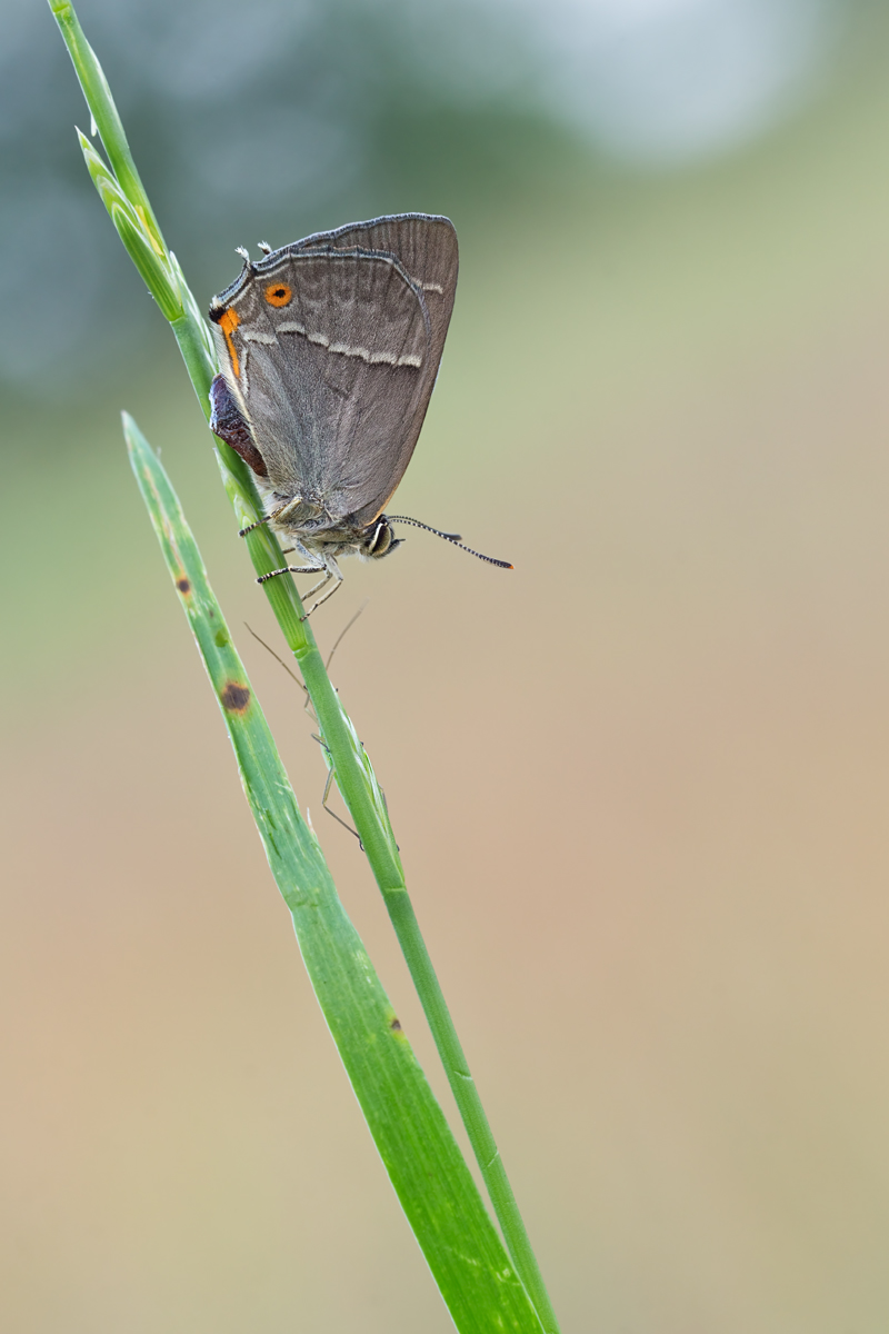 IMG_8343_11.0_1.6_200_Eichenszpfel_Hst.jpg