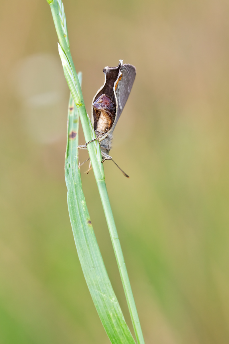 IMG_8367_11.0_1.15_200_Eichenzipfel_Hst.jpg