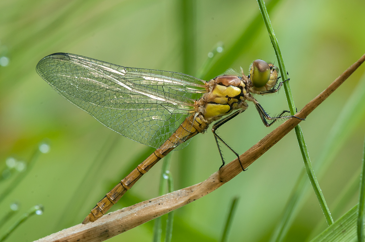 DSC_9447 psik.jpg