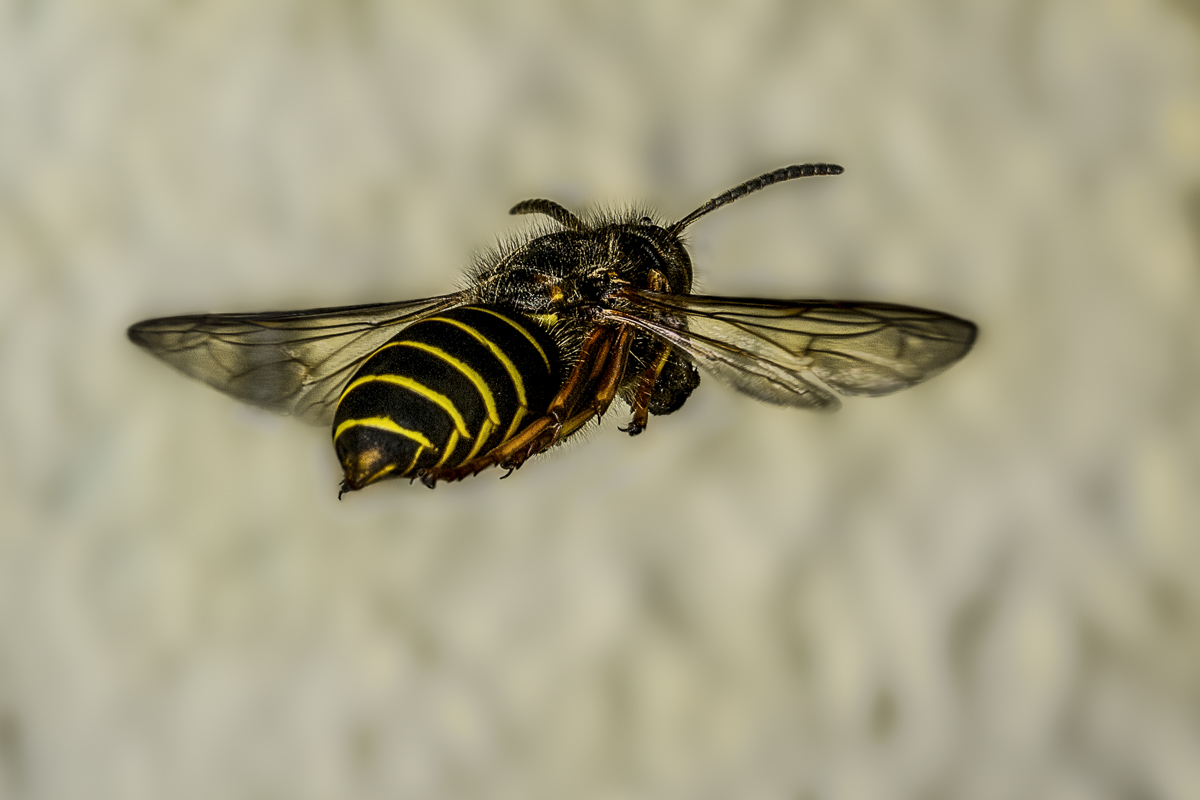 _D50321920180610-2-Wespe_DENOISE projects.jpg