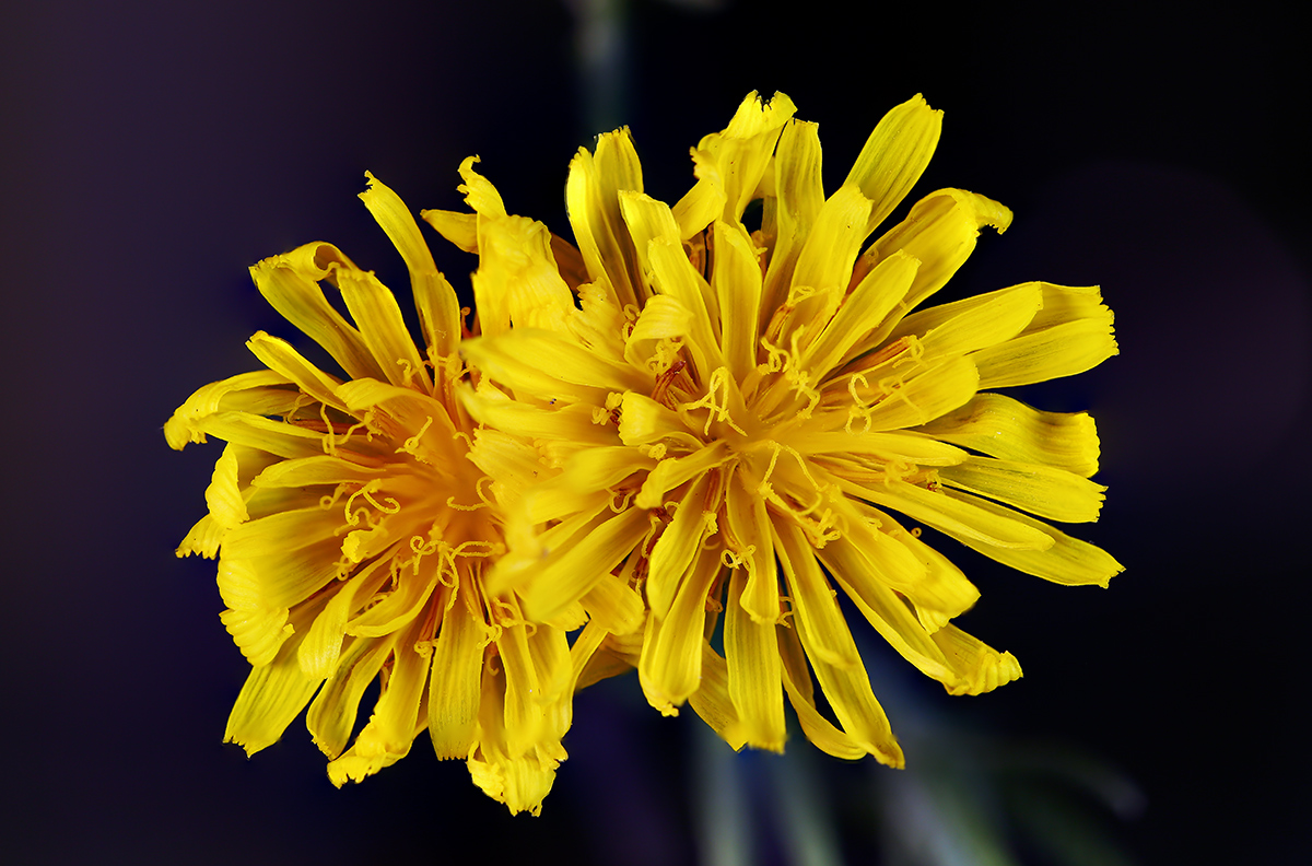 Blumen-2-klein.jpg