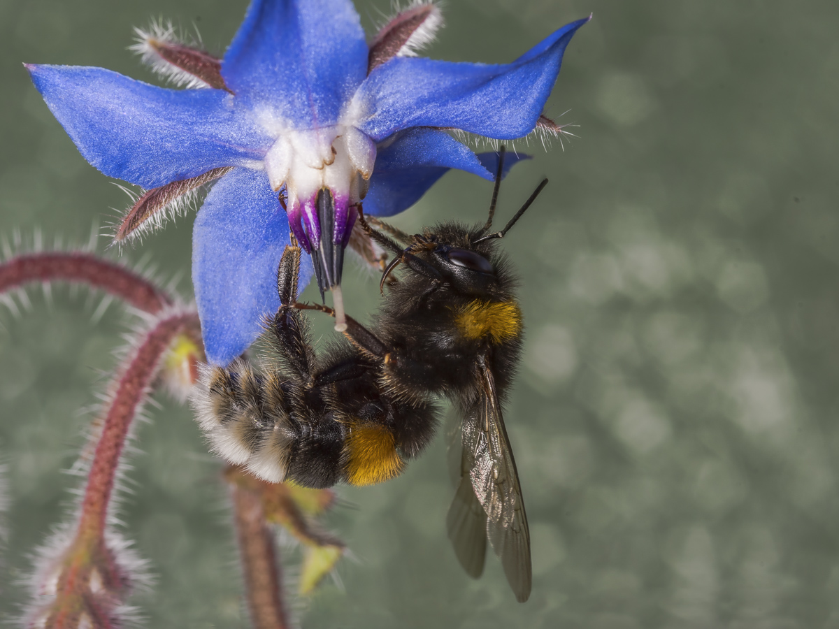 _D504870-220180709-Gartenhummel_SHARPEN projects_DENOISE projects.jpg