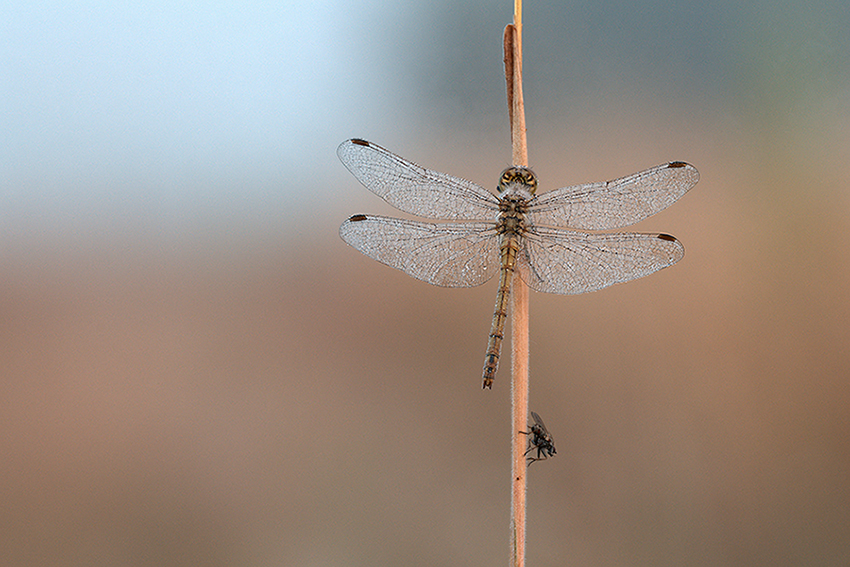 Libelle und Fliege.jpg