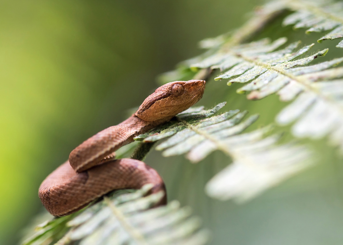 Bothriechis schlegelii Greifschwanz-Lanzenotter; Viperidae Schlange (2).jpg