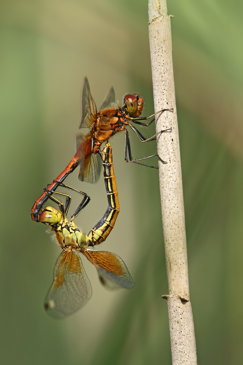 Sympetrum flaveolum_paar_IMG_2496_1200.jpg