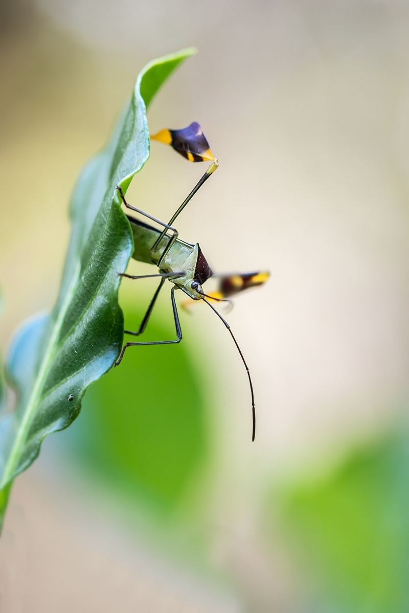 Coreidae Costa Rica Insekt (1).jpg