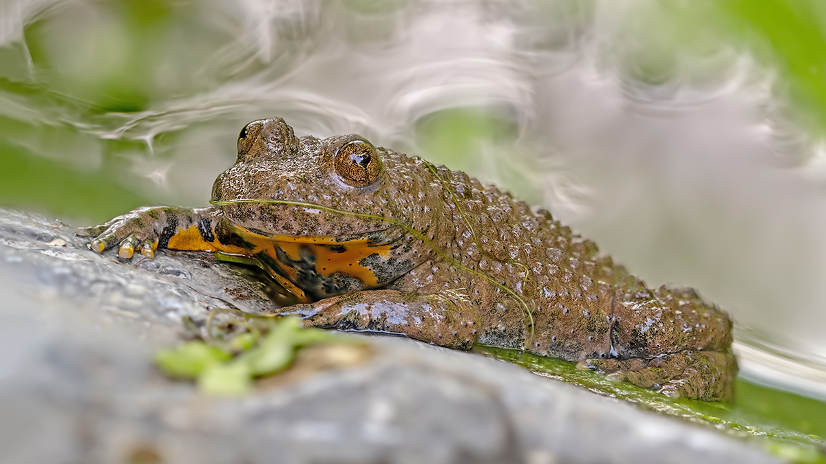 compGelbbauchunke14.7.2018FägswilStackDSC_3133-3150Pano16zu9-87%.jpg