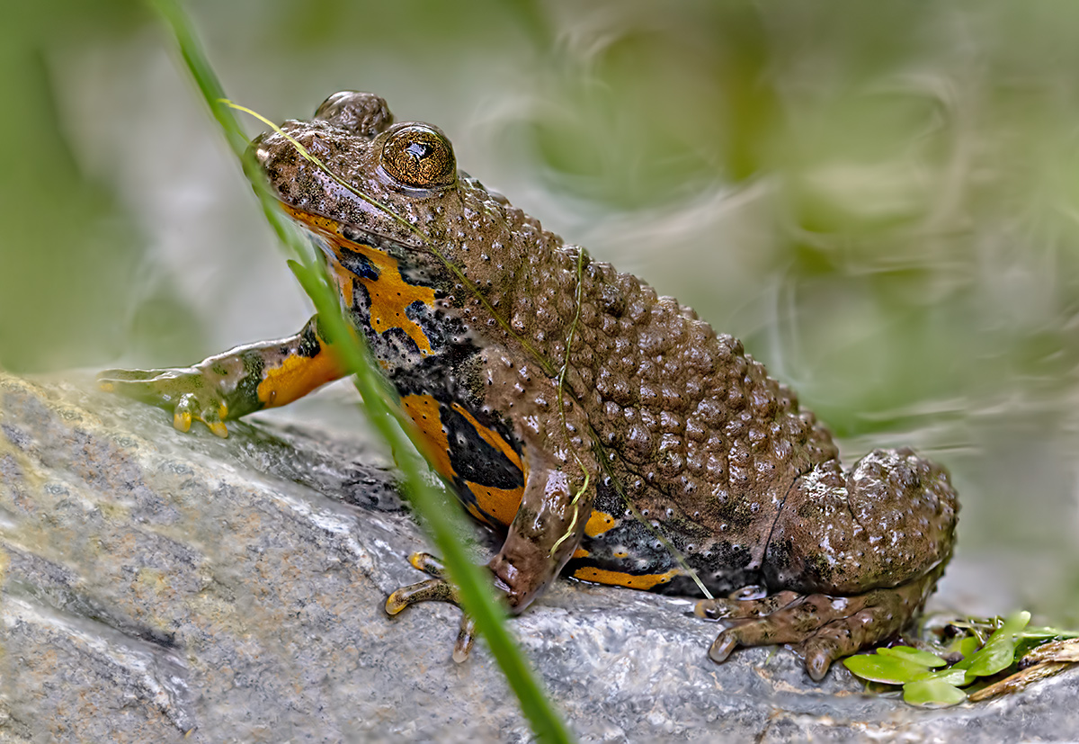 compGelbbauchunke14.7.2018FägswilStackDSC_3151-3176-77%bearb.jpg