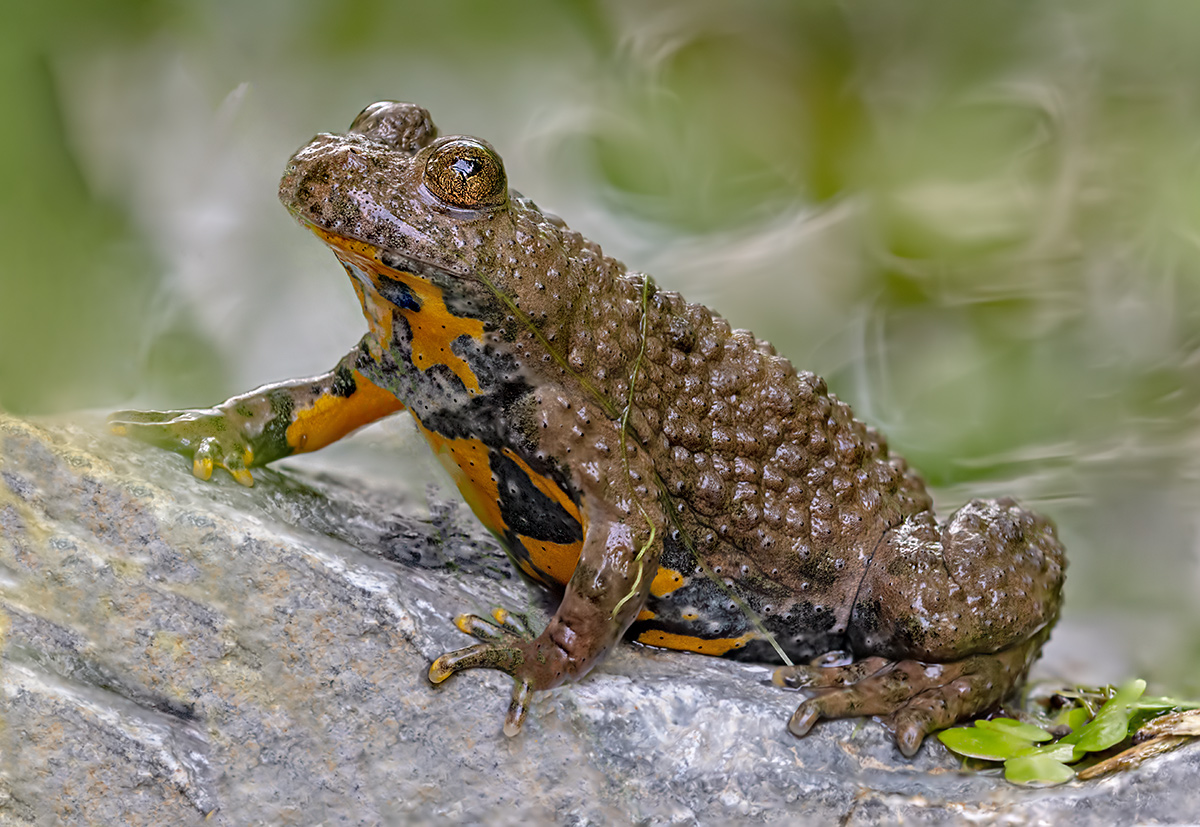compGelbbauchunke14.7.2018FägswilStackDSC_3151-3176-77%bearb2.jpg