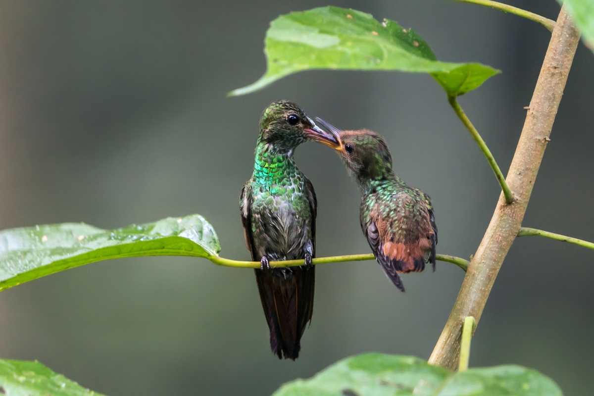 Kolibri La Gamba (3)-2.jpg