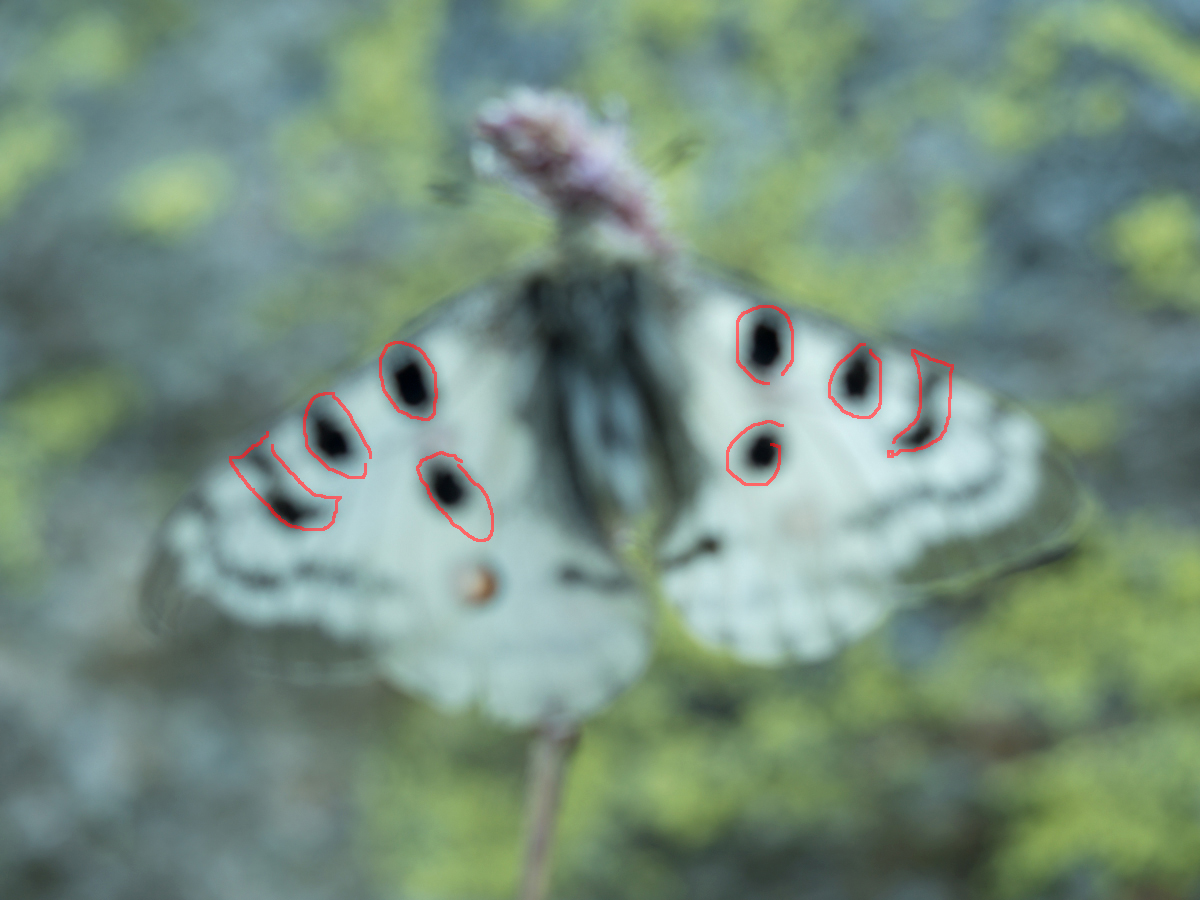 20180727-070127-046-corr-compr-1200-900-MFDE-JM-Totenköpfe.jpg