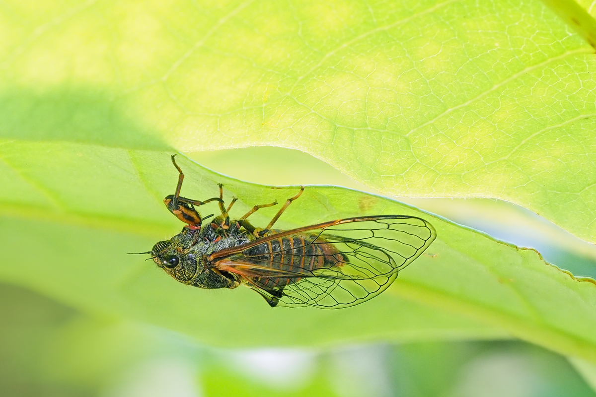 Bergzikade Cicadetta montana-OOG00210---Kopie.jpg