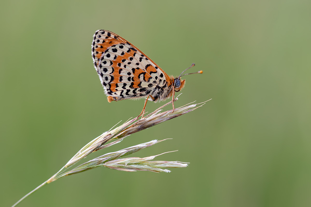 compSchecki,roter2.6.2018MerishausenDSC_0076.jpg