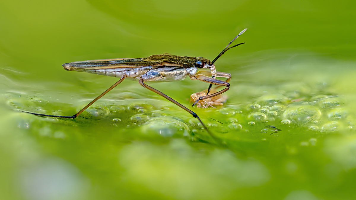 compWasserläufer26.6.2018FägswilStackDSC_1358-1366Pano16zu9-97%.jpg
