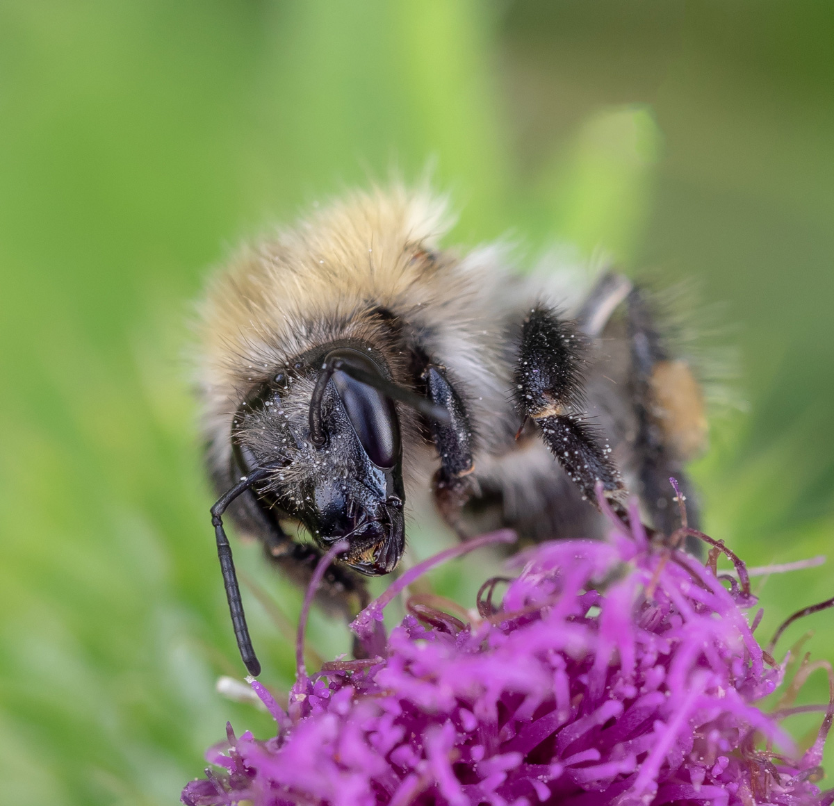 P8110100-2 - Hummel auf Kratzdistel-Ausschnitt.jpg