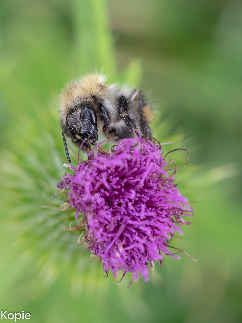 Kopie Willi Hummel (1 von 1).jpg