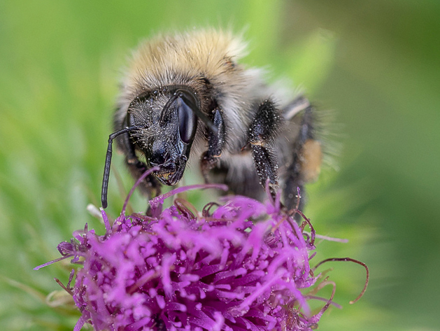 Kopie-Willi-Hummel-(1-von-1)-JM.jpg