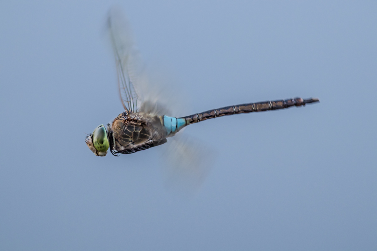 IMG_7948_.jpg