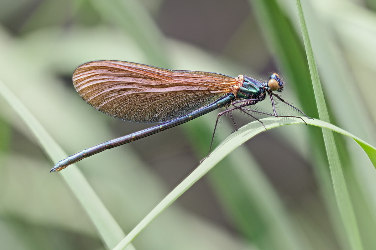 Calopteryx-virgo-OOG67194---Kopie.jpg