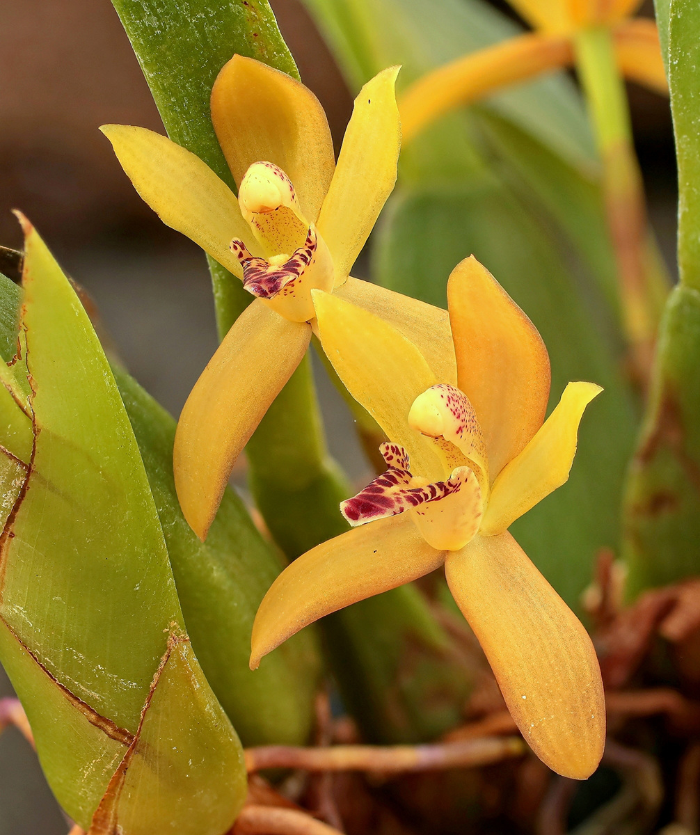 Maxillaria rufescens 5148-1; Orchidaceae (1)-1.jpg
