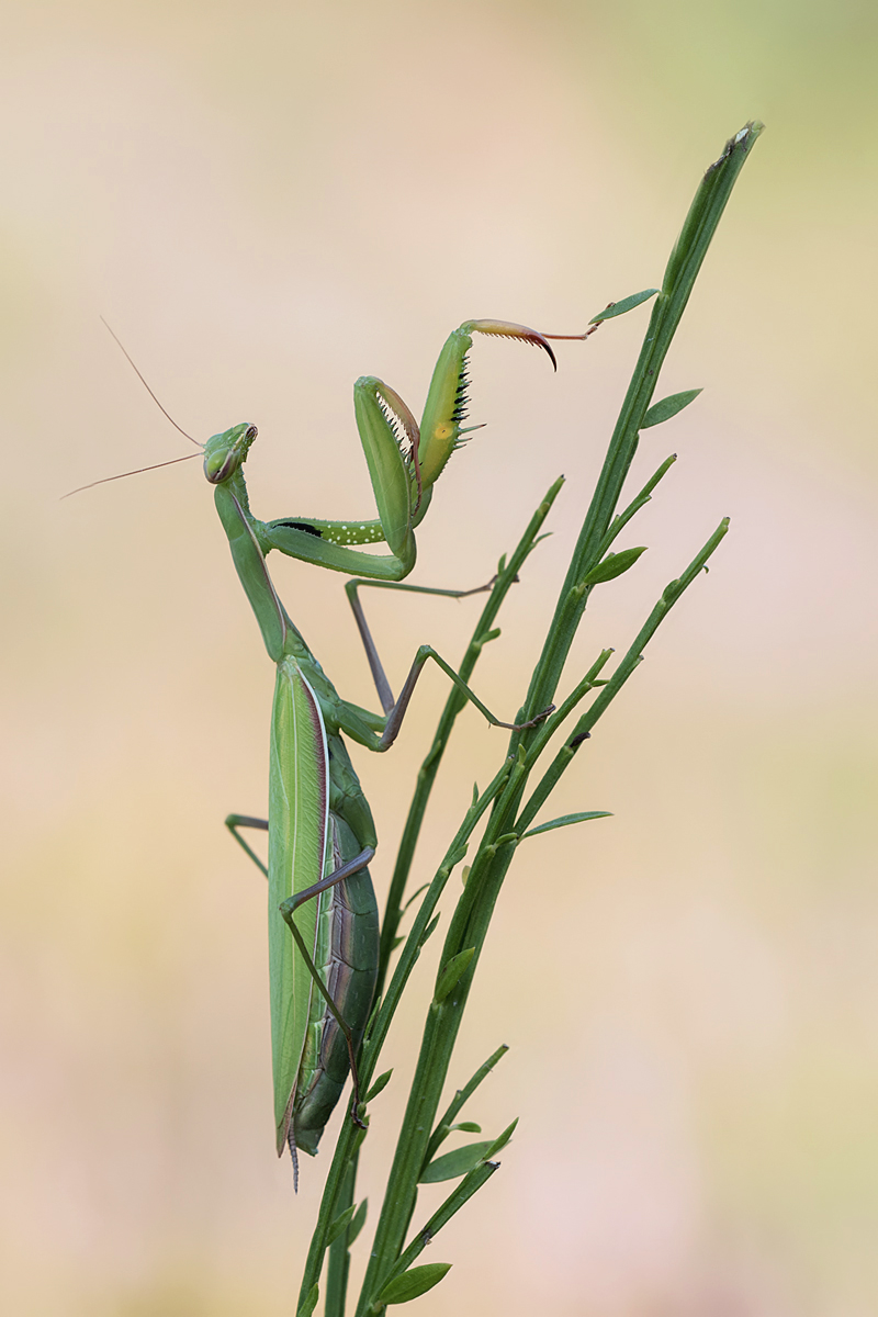 Mantis 2 Kopie.jpg