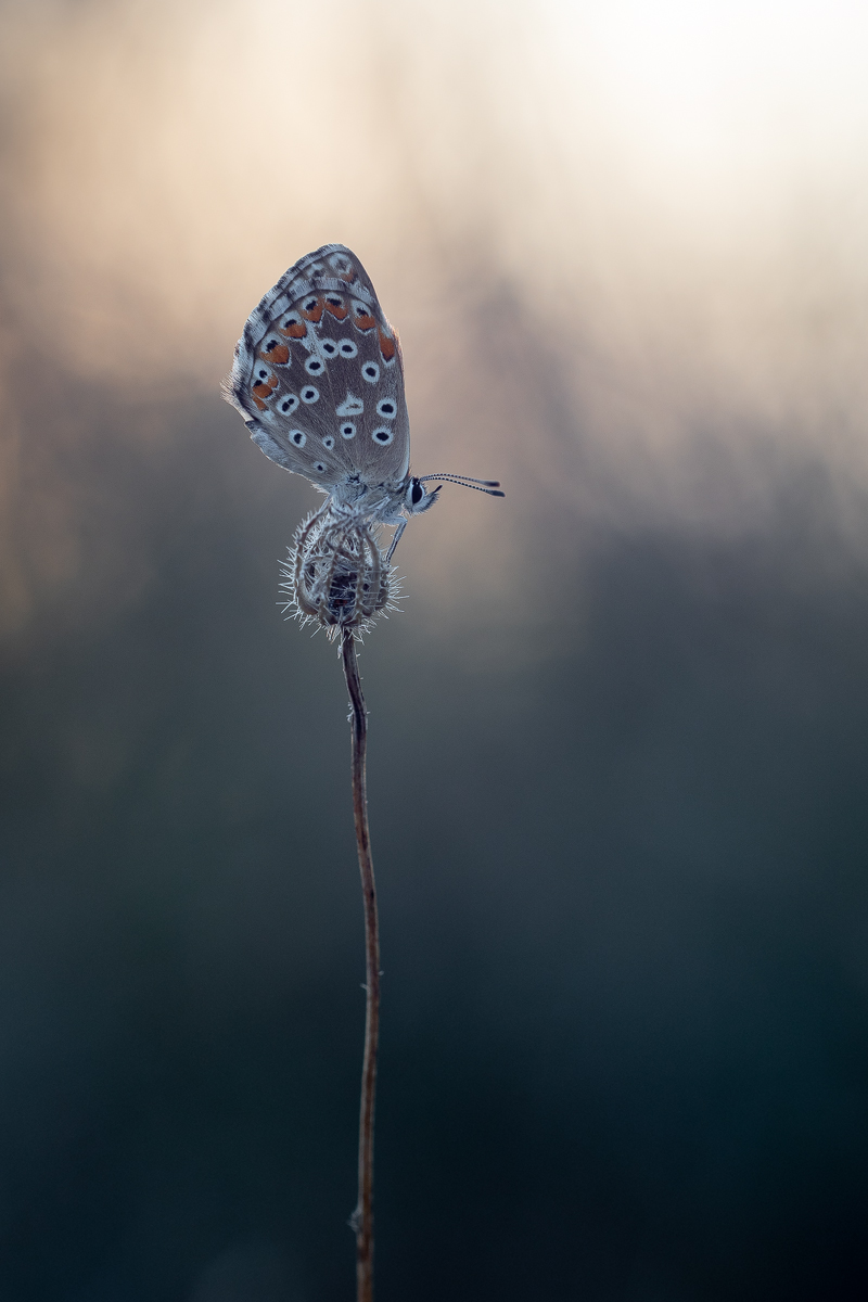 umbrien_blue4.jpg