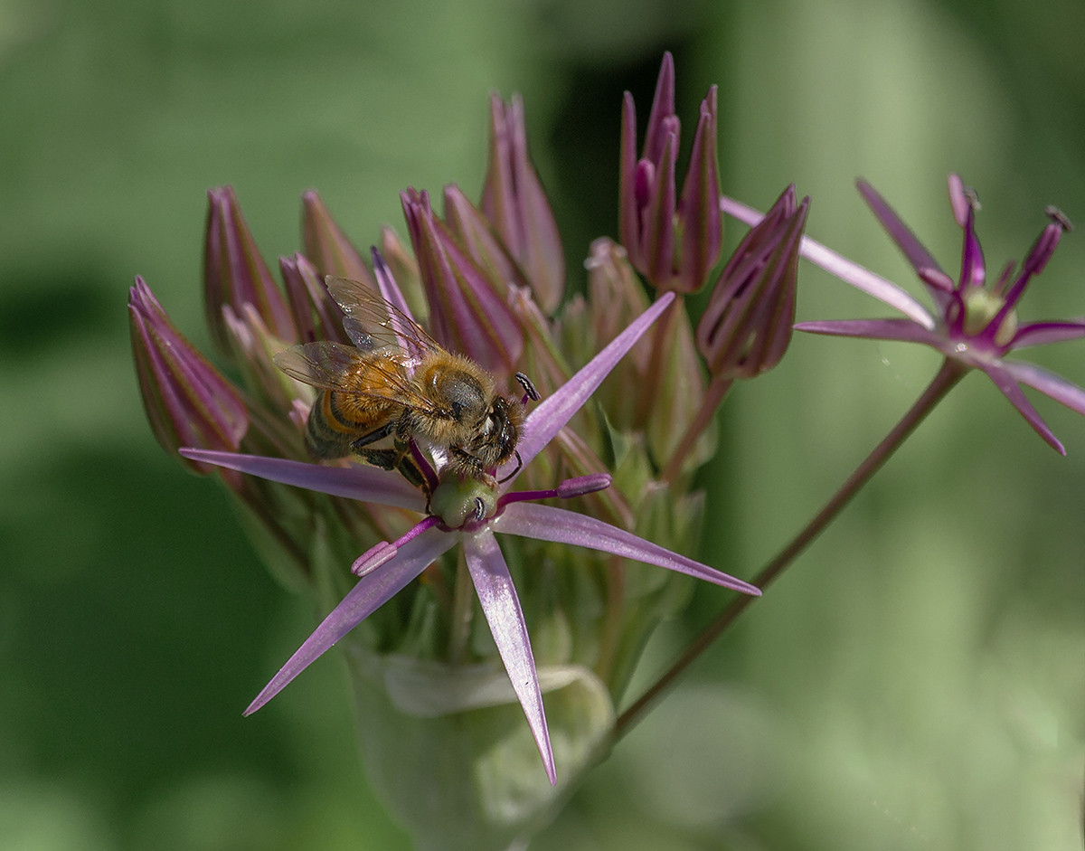 Biene auf unbekannter Blume.jpg