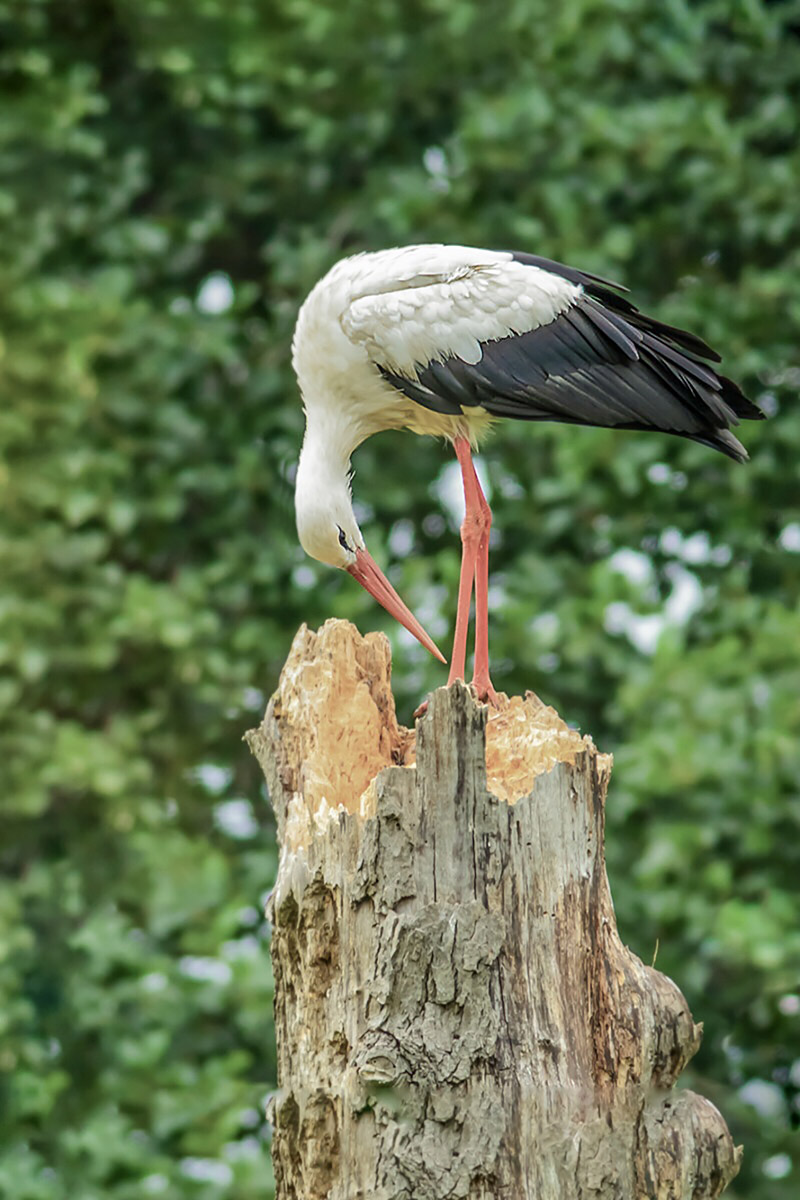 storch nachg.jpg