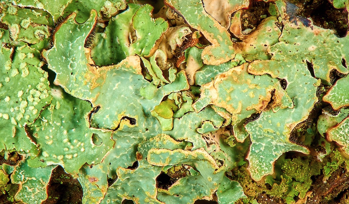 Physcia_20180823.jpg