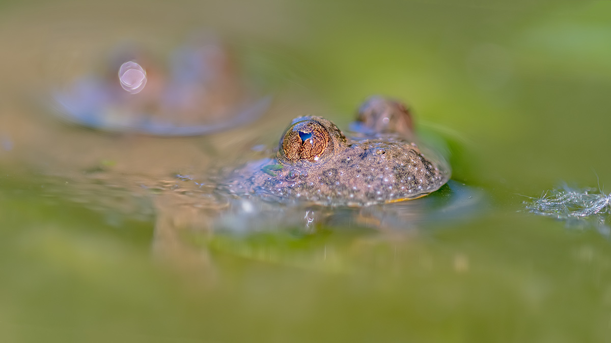 compGelbbauchunke7.7.2018FägswilStackDSC_2548-2553Pano16zu9-83%.jpg