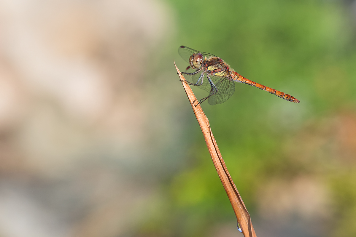 Nachbars Garten1_1.jpg