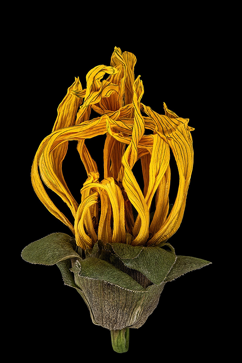 04544_D810_Rodagon80_1zu1p5_BL8_Silphilum_perfoliatum_0p25.JPG