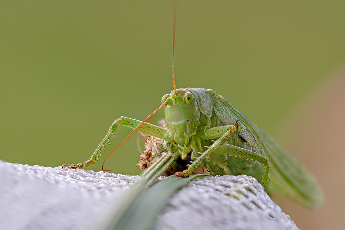 compHeupferd,grünes7.7.2018ChlausStackDSC_1947-1974-94%.jpg