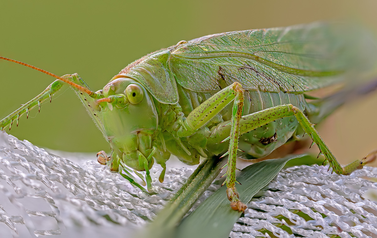 compHeupferd,grünes7.7.2018ChlausStackDSC_2083-2164.jpg