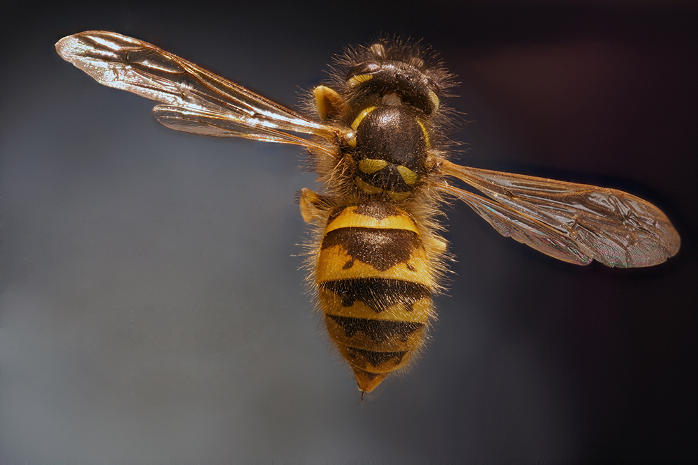 wasp.jpg