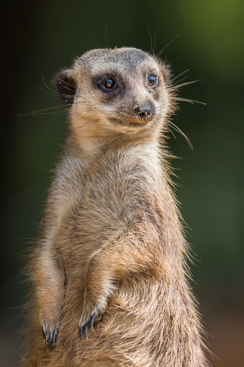 IMG_8764_Erdmännchen_.jpg