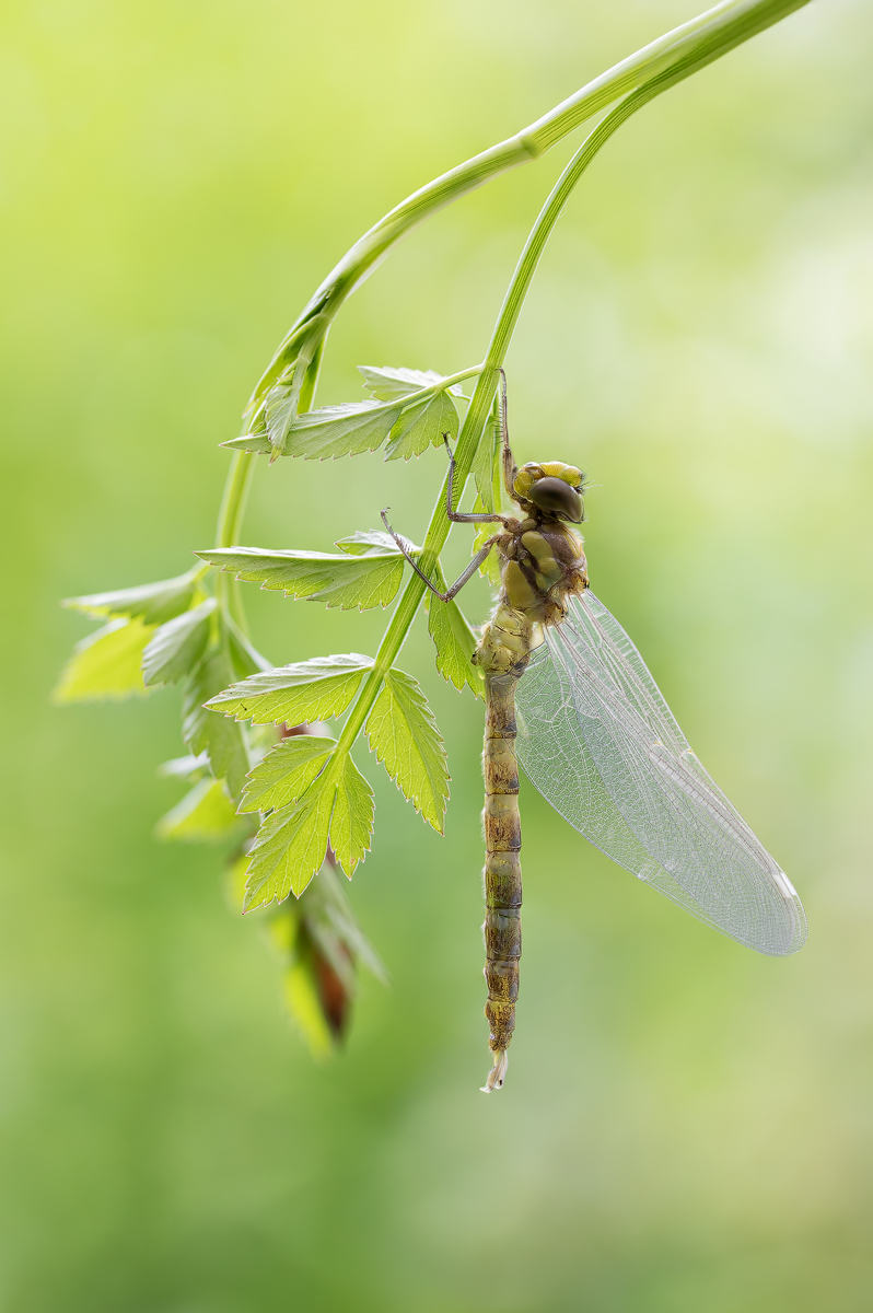 20180614_88-92-2.jpg