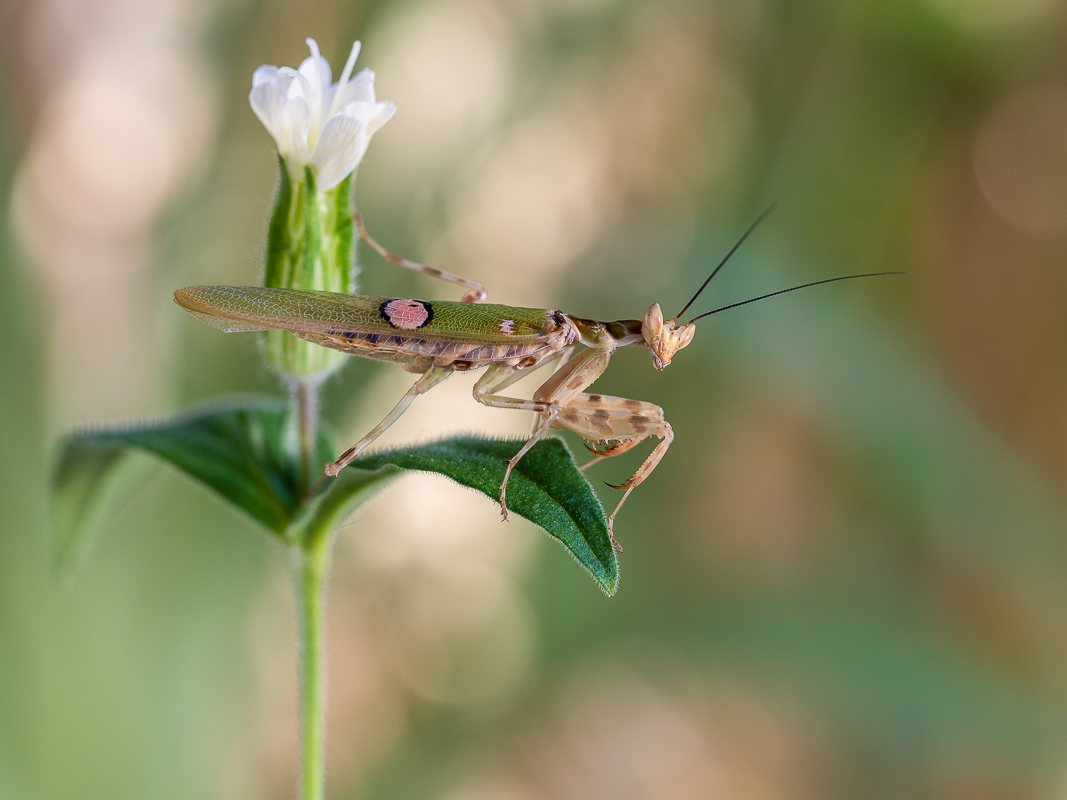 Creobroter gemmatus adult (1 von 1).jpg