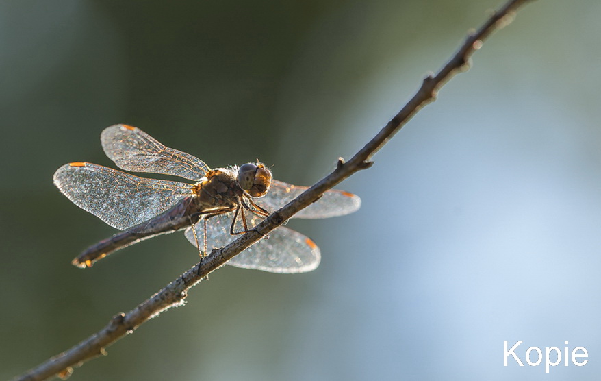 Libelle - Herbert - Linksdrehung 8,9 Grad Kopie.jpg